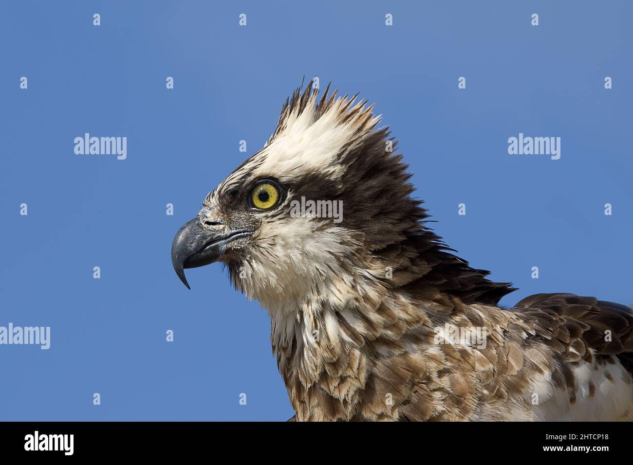 Gros plan d'un Osprey (Pandion haliatus) l'osprey ou plus spécifiquement l'osprey occidental (Pandion haliatus) — également appelé faucon de mer, rivée Banque D'Images