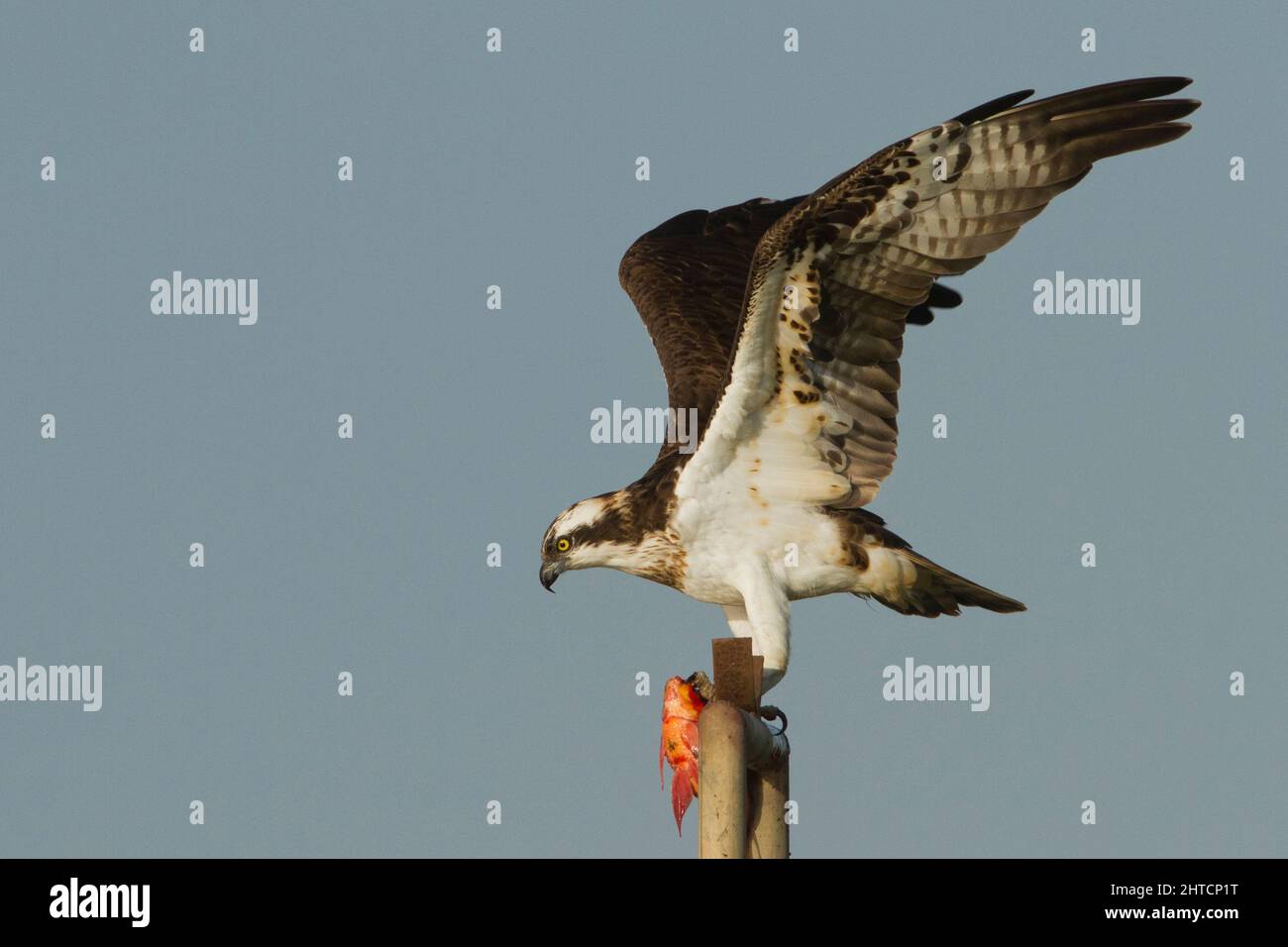 Balbuzard pêcheur (Pandion haliaetus) se distingue avec un poisson dans ses serres. Cet oiseau de proie est de 60 centimètres de long et a une envergure de 180 cm. Il alimente l'excl Banque D'Images