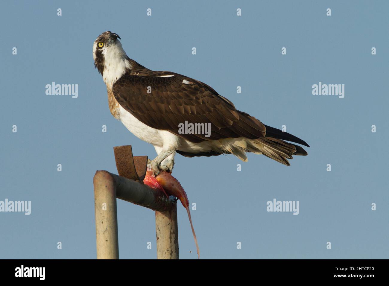 Balbuzard pêcheur (Pandion haliaetus) se distingue avec un poisson dans ses serres. Cet oiseau de proie est de 60 centimètres de long et a une envergure de 180 cm. Il alimente l'excl Banque D'Images