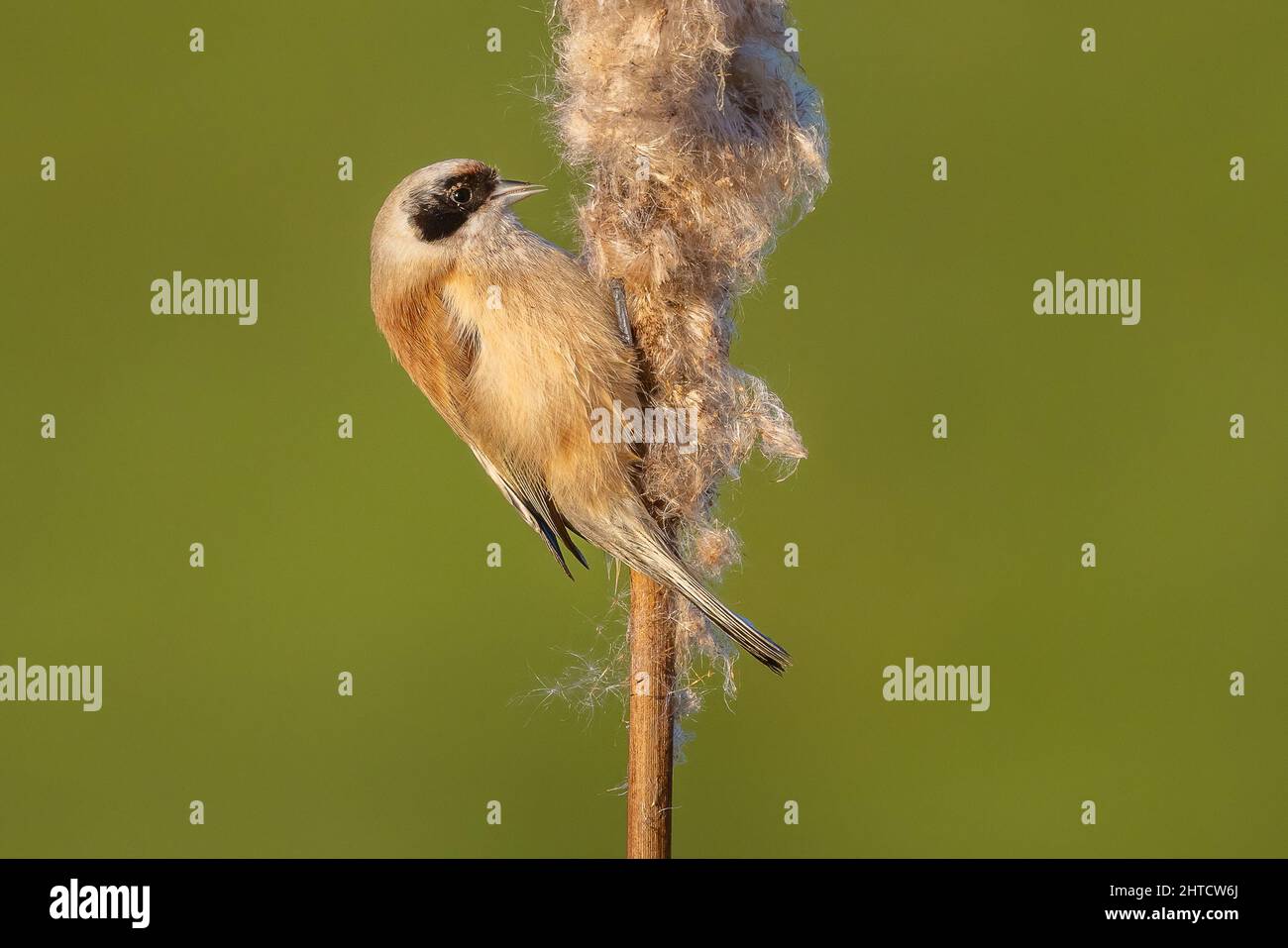 Penduline Tit parmi la ruée vers le taureau, Somerset, Angleterre Banque D'Images