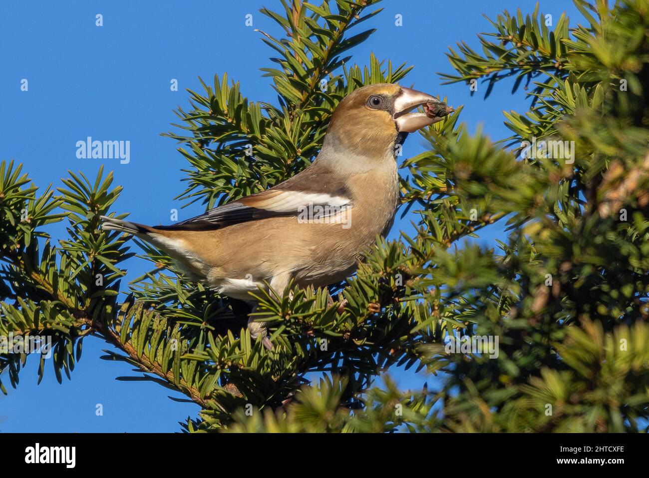 Femme Hawfinch, Hertfordshire, Angleterre Banque D'Images