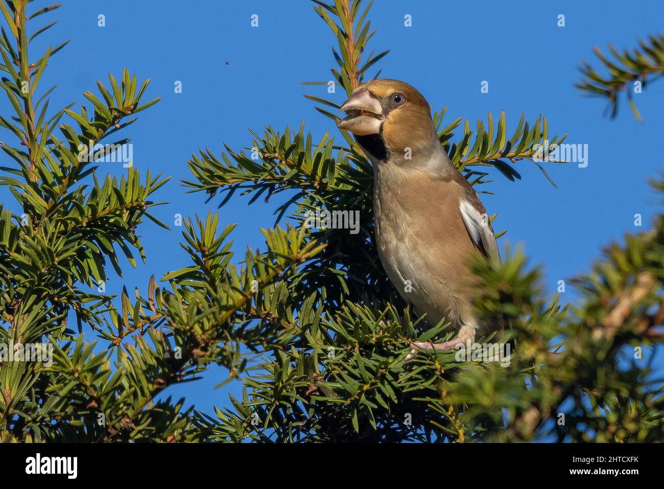 Femme Hawfinch, Hertfordshire, Angleterre Banque D'Images