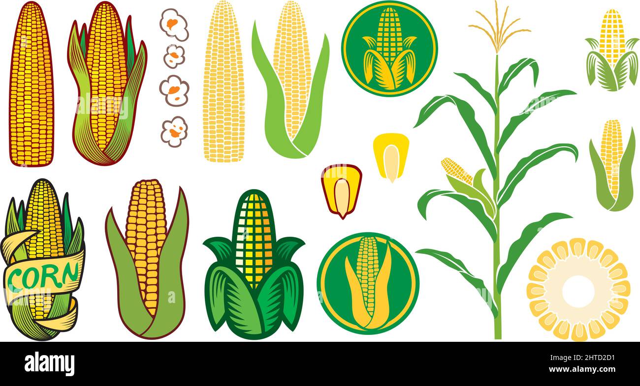 Ensemble d'icônes vectorielles de maïs (grain ou semence, tige, maïs soufflé, épis de maïs) Illustration de Vecteur