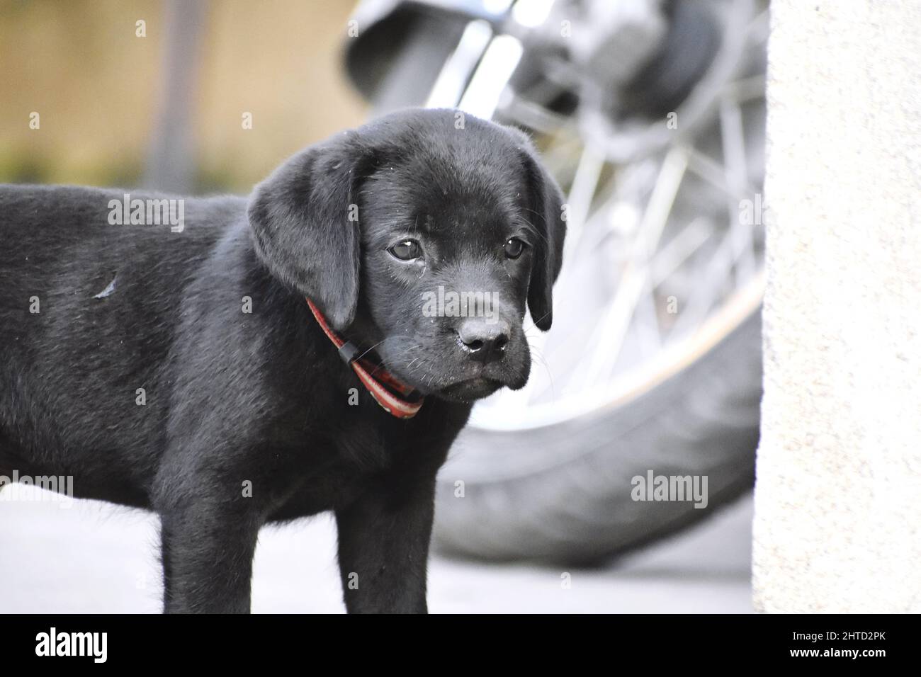 Adorable Labrador Retriever sur un fond flou Banque D'Images