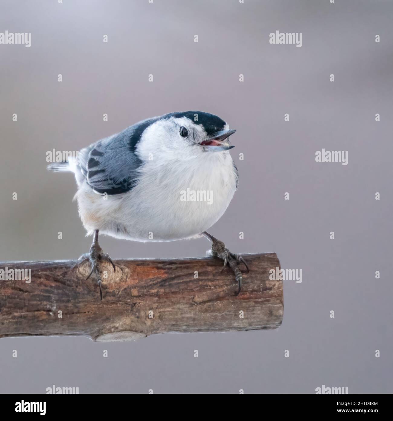 Cette souris touffetée est l'un des oiseaux de chant les plus divertissants pour visiter mes mangeoires d'oiseaux sur notre propriété dans la campagne de comté de Door Wisconsin. Banque D'Images