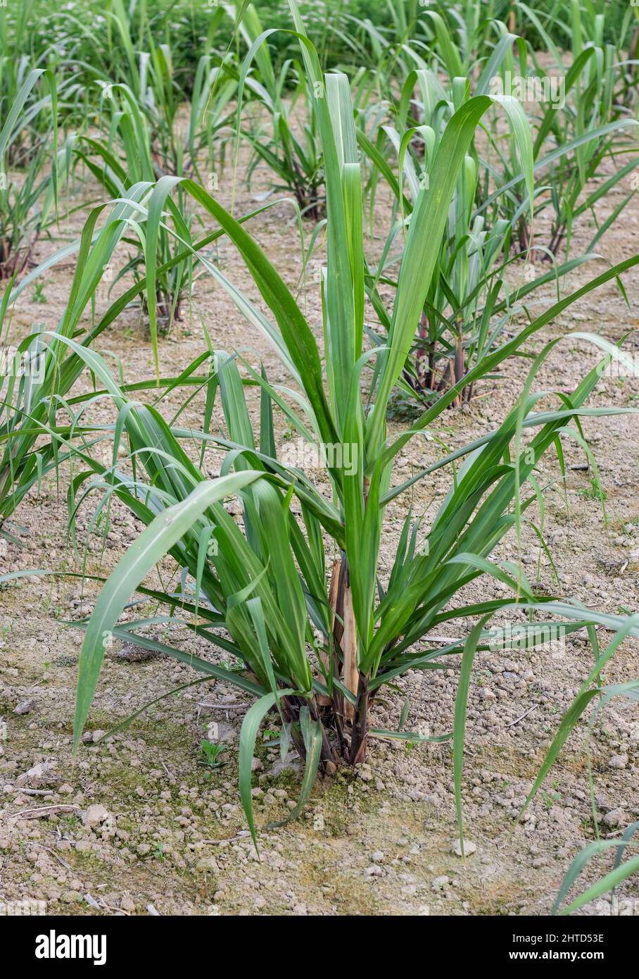 Gros plan vertical d'un jeune champ de canne à sucre nouvellement planté Banque D'Images