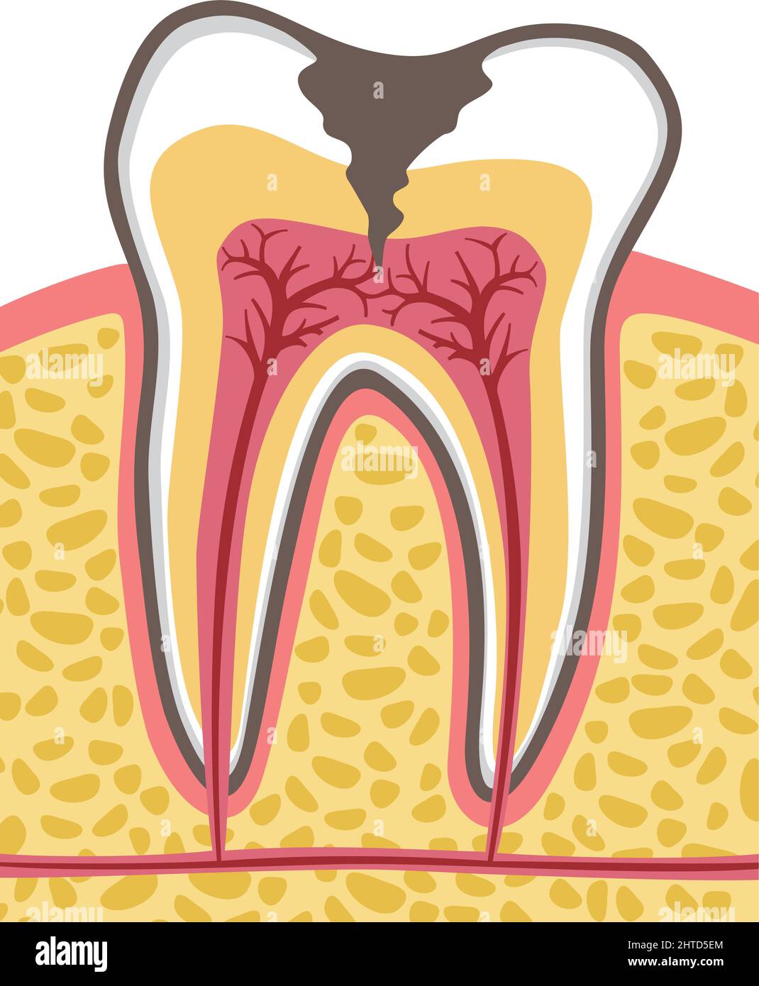 L'anatomie des dents vector illustration Illustration de Vecteur