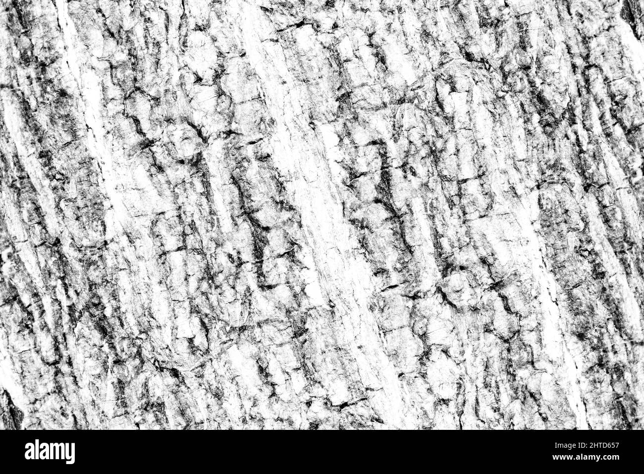 Texture abstraite robuste et arrière-plan de motif de l'écorce de l'ancien arbre Banque D'Images