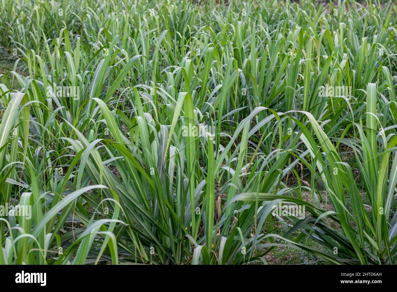 Champ de canne à sucre avec jeunes plantes en croissance gros plan Banque D'Images