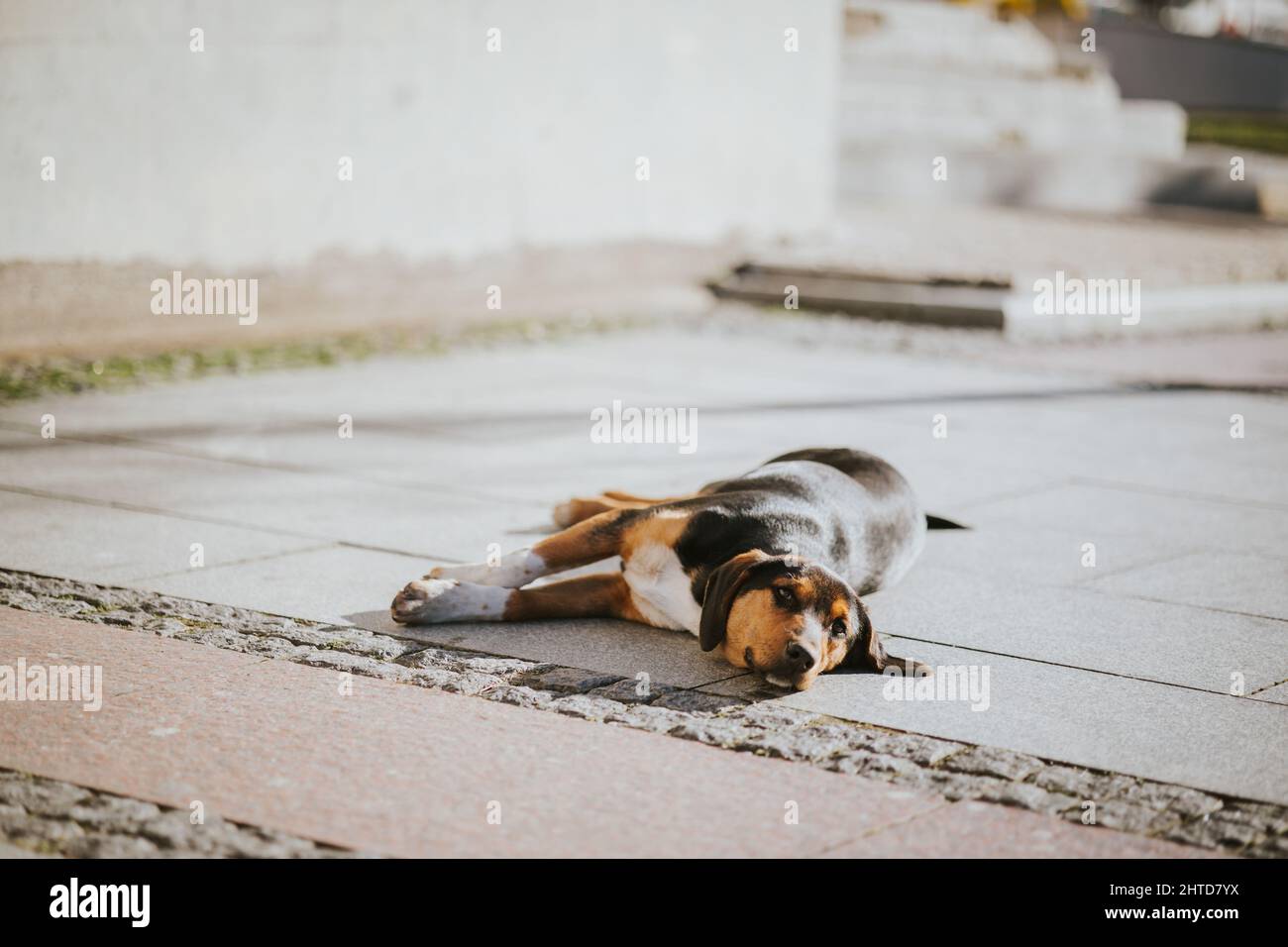 Une photo d'un beau et mignon chien paresseux qui s'est posé sur le sol par temps ensoleillé Banque D'Images