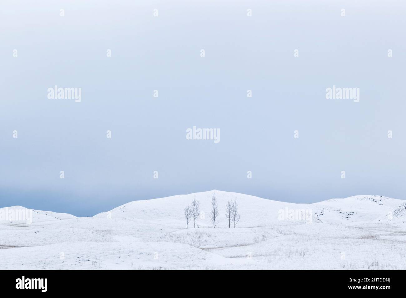Cinq arbres isolés contre un terrain de roulement couvert de neige en Islande Banque D'Images