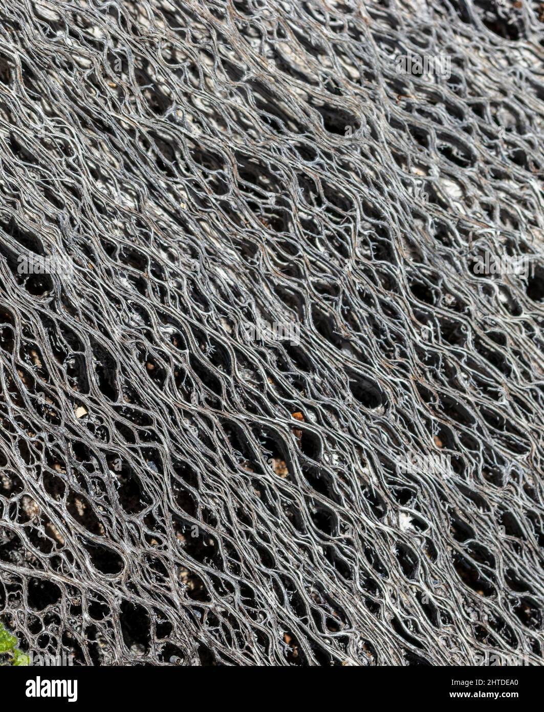 Feuille de décomposition d'une usine de Pear de Prickly Banque D'Images