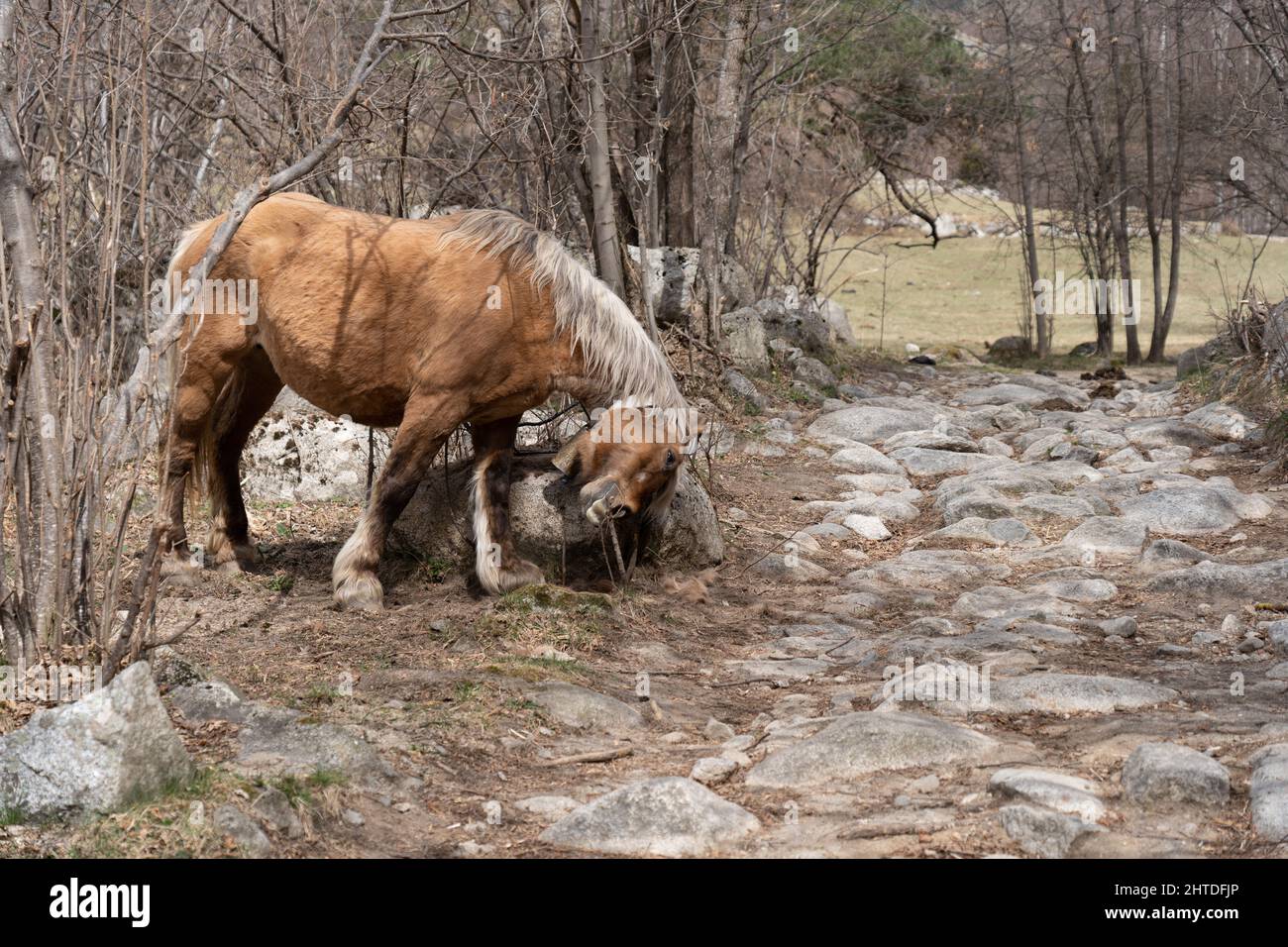 Un cheval belge se frottant la tête contre un gros rocher sur le côté d'un chemin de rocher dans une forêt sans feuilles Banque D'Images