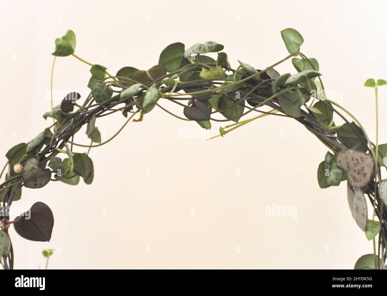 Une chaîne de coeurs (Ceropegia woodii) - plante traînante qui a été formée à se développer autour d'une boucle de fil sur un fond blanc Banque D'Images