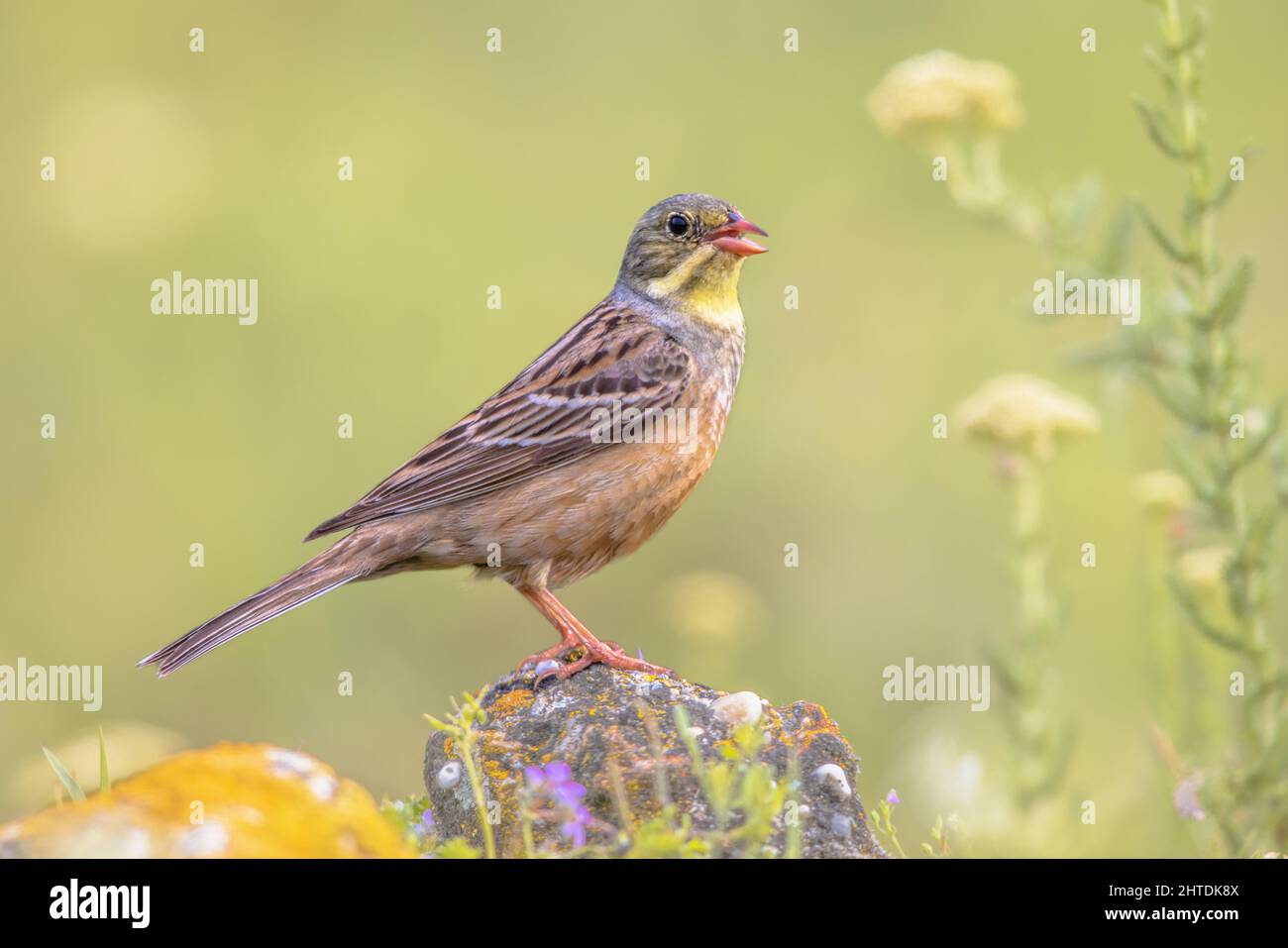 Ortolan Bunting (Emberiza hortulana) perché sur pierre.C'est un oiseau eurasien de la famille des Emberizidae.Bulgarie.Faune scène de la nature i Banque D'Images