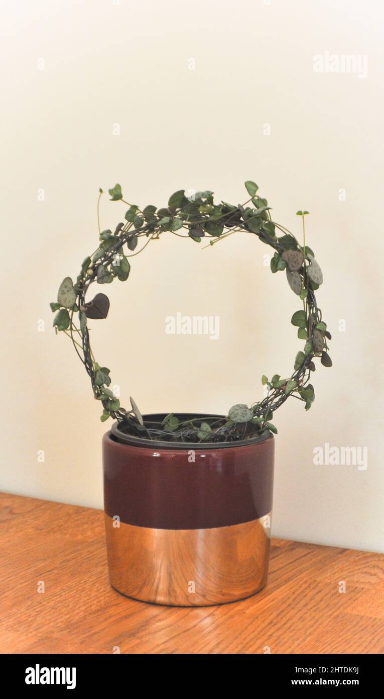 Une chaîne de coeurs (Ceropegia woodii) - plante traînante qui a été formée à se développer autour d'une boucle de fil sur une table en bois Banque D'Images