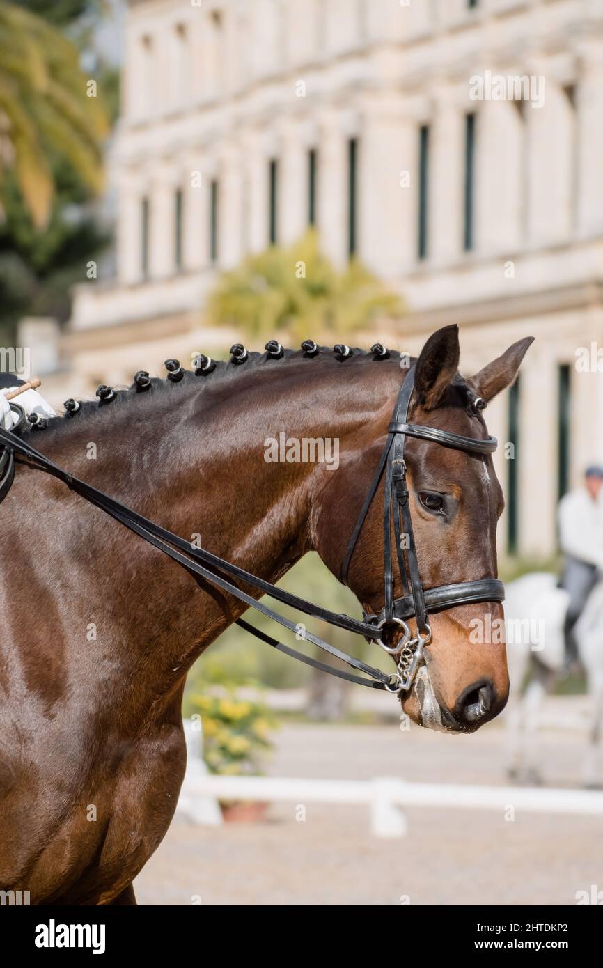 Portrait facial d'un cheval hanoverien avant de concourir en dressage Banque D'Images