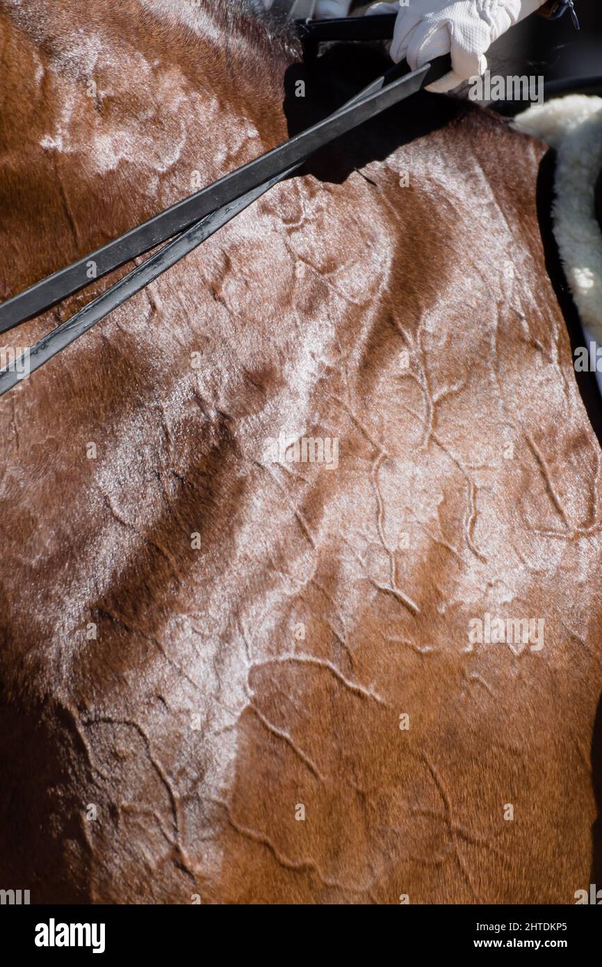 Gros plan sur les veines d'un cheval pendant son test dans un concours de dressage Banque D'Images