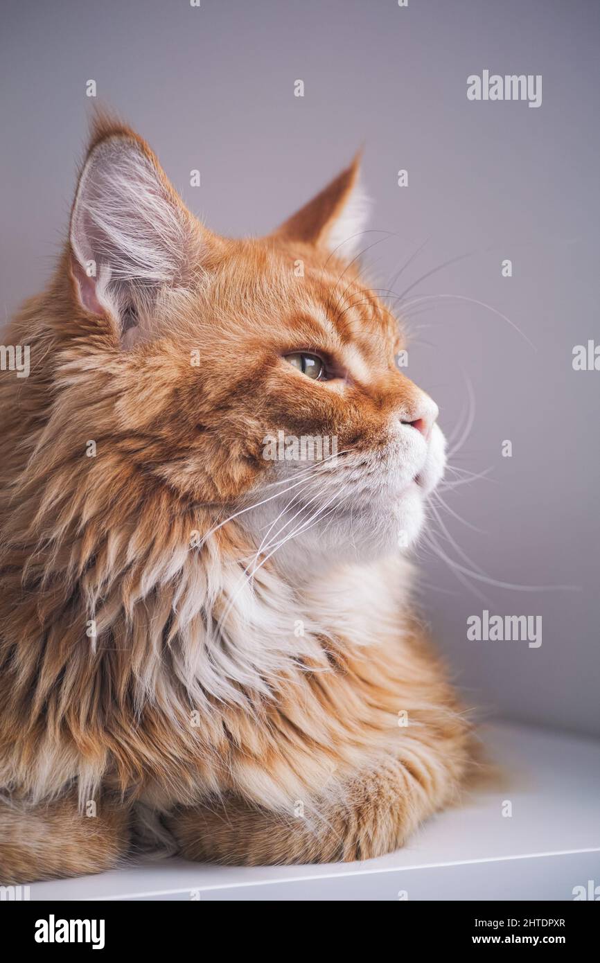 Un chat de Maine Coon rouge allongé sur une table avec ses pattes sous lui. Gros plan. Banque D'Images