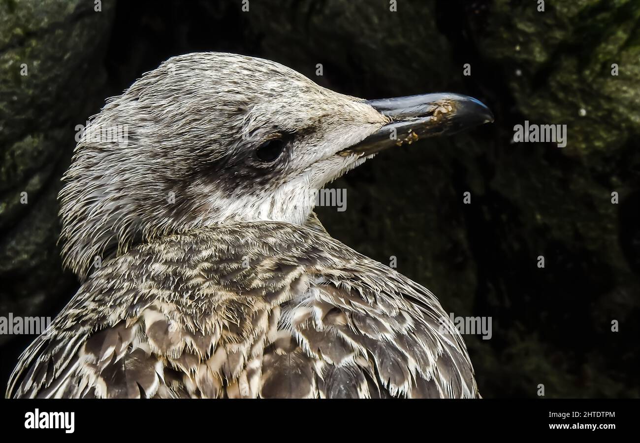 Gros plan photo d'un poussin de mouette perdu parmi les rochers dans une zone sombre Banque D'Images