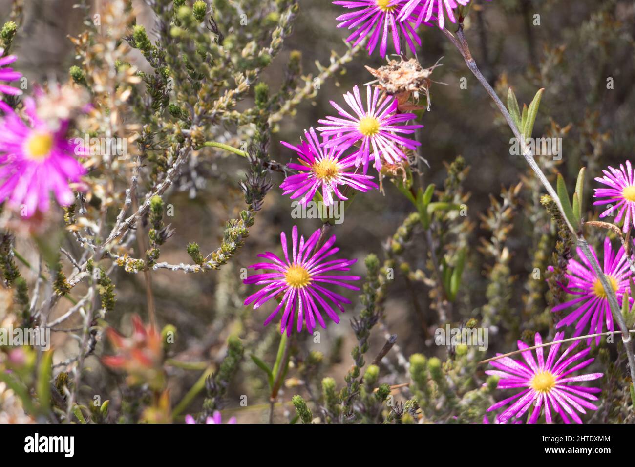 Trichodiadema fleurit dans la réserve naturelle de Kogelberg, en Afrique du Sud Banque D'Images