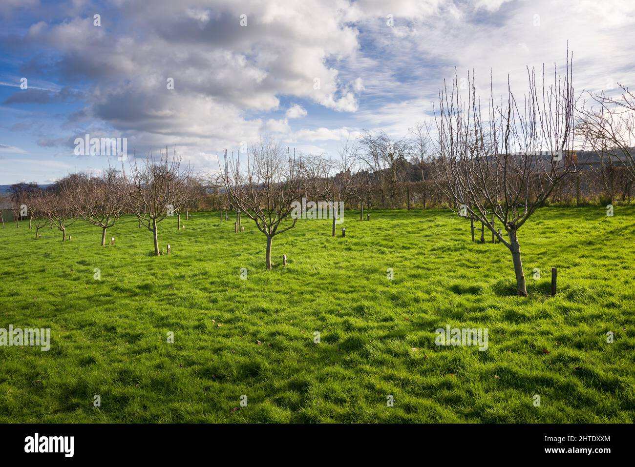 Dunster Orchard dans le parc national d'Exmoor, Somerset, Angleterre. Banque D'Images