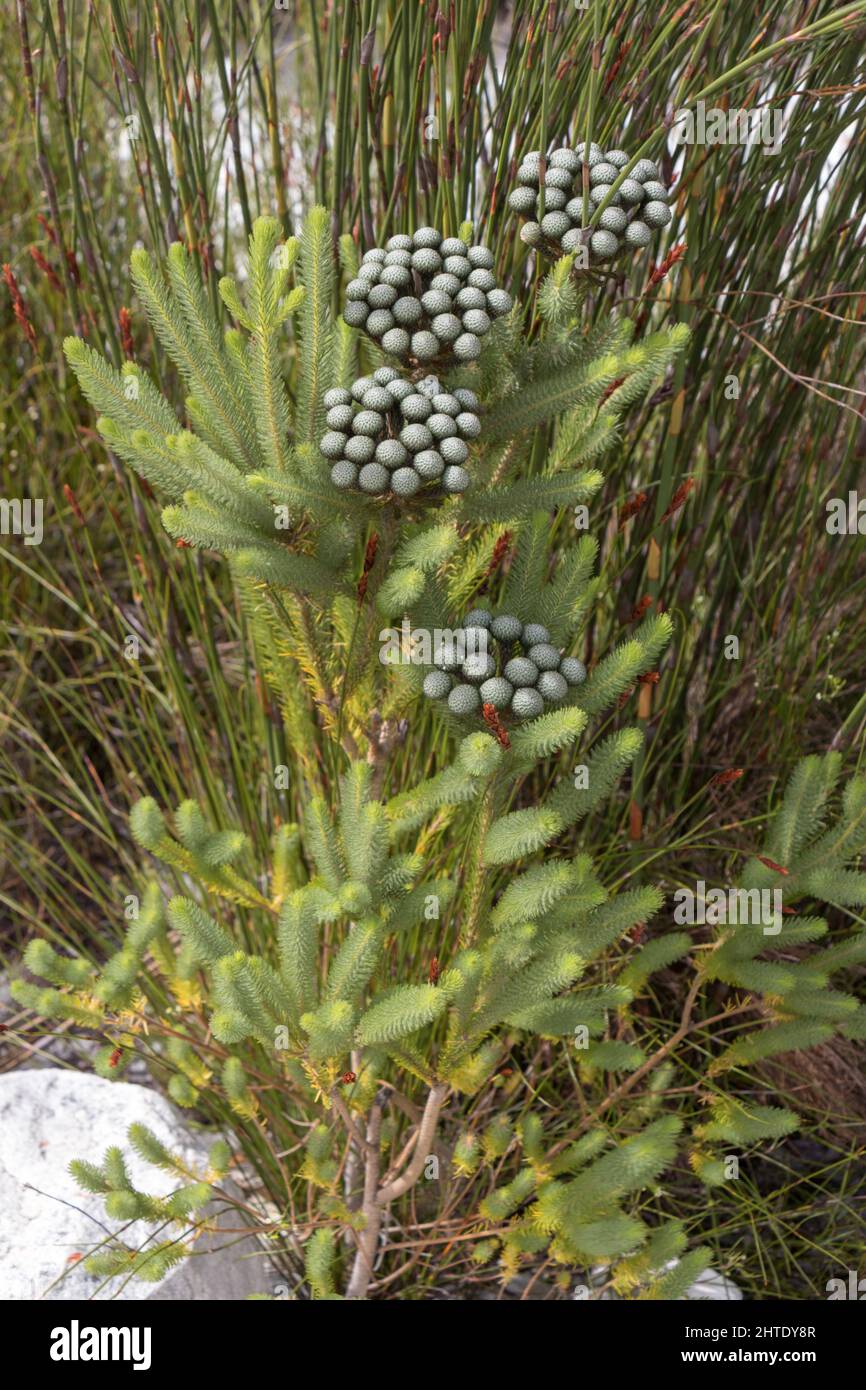 Photo de l'habitat du brunia albiflora dans la réserve naturelle de Kogelberg Banque D'Images