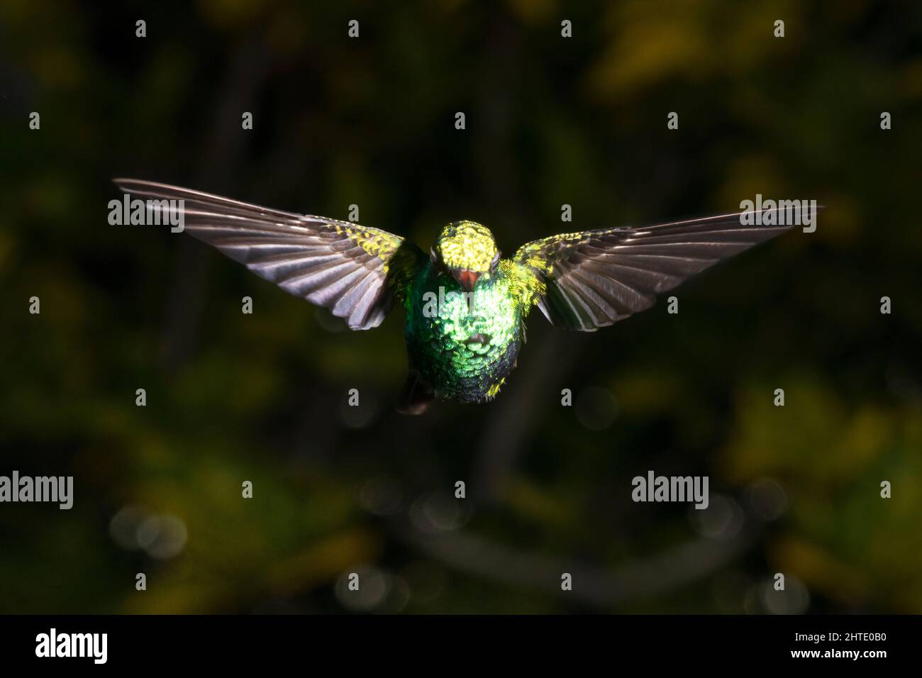 Hummingbird volant à côté d'un mangeoire Banque D'Images