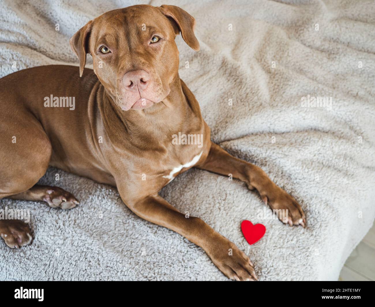 Adorable chiot de couleur marron. Gros plan, intérieur, vue du dessus. Lumière du jour. Concept de soins pour animaux Banque D'Images