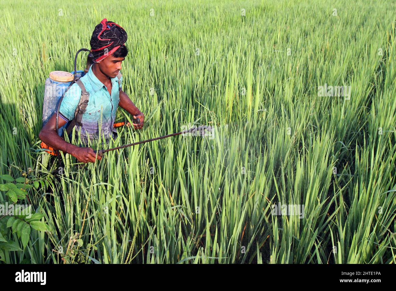 Jessore, Bangladesh - le 10 octobre 2014 : l'agriculteur bangladais vaporise du poison pour tuer des insectes dans les rizières de Gadkhali à Jessore. Banque D'Images