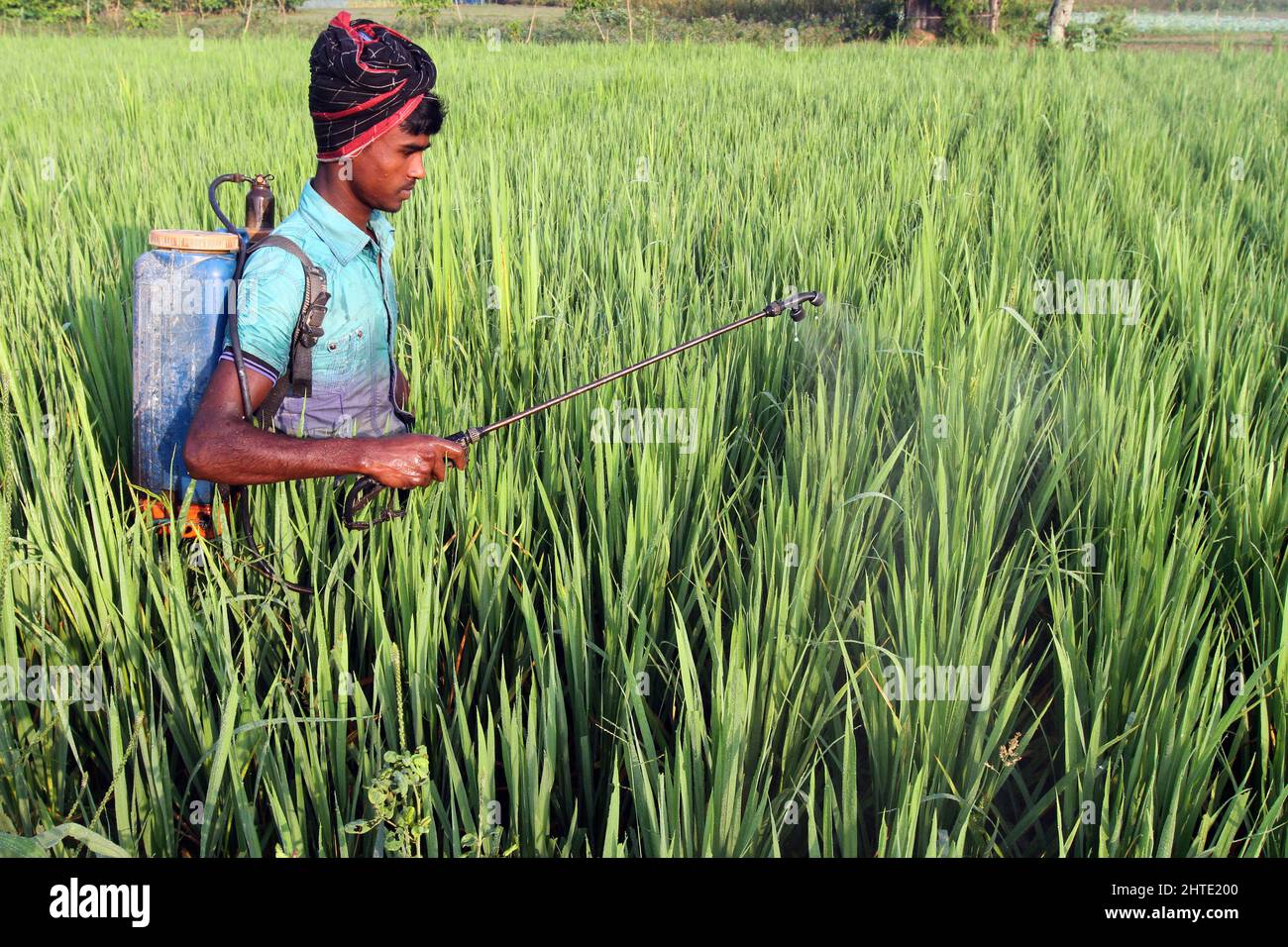 Jessore, Bangladesh - le 10 octobre 2014 : l'agriculteur bangladais vaporise du poison pour tuer des insectes dans les rizières de Gadkhali à Jessore. Banque D'Images