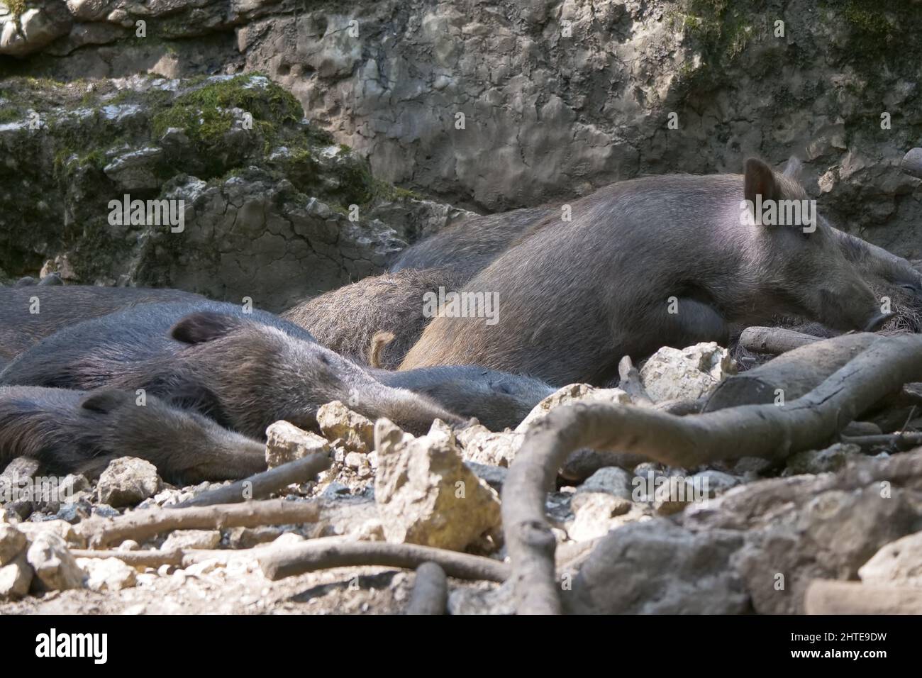 Gros plan d'un groupe de sangliers dans leur habitat naturel Banque D'Images Gros plan d'un groupe de sangliers dans leur habitat naturel Banque D'Images