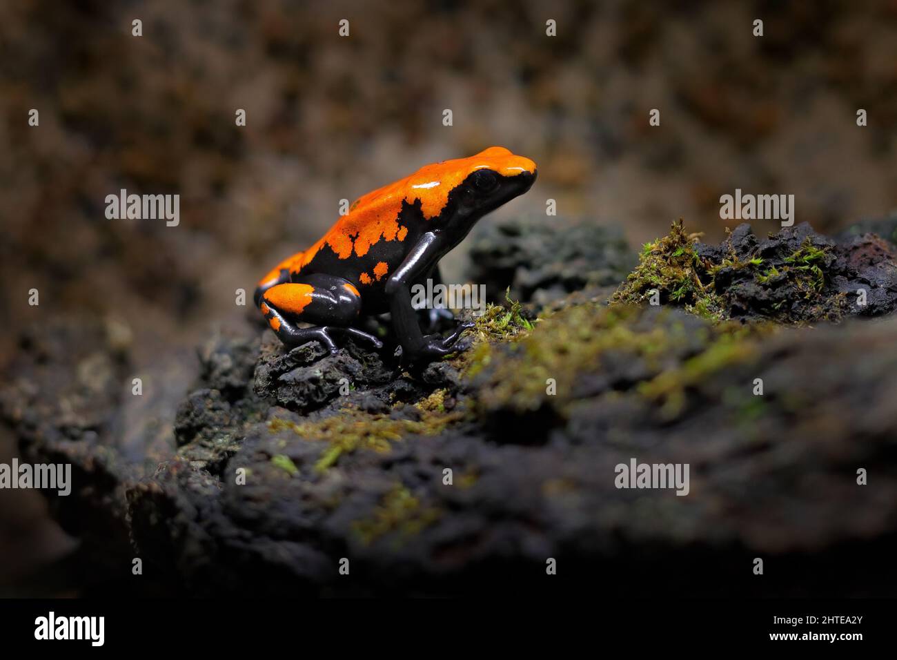 Grenouille de poison, Adelphobies galactonotus, grenouille de poison noire orange dans la jungle tropicale. Petite grenouille amazonienne dans un habitat naturel. Banque D'Images