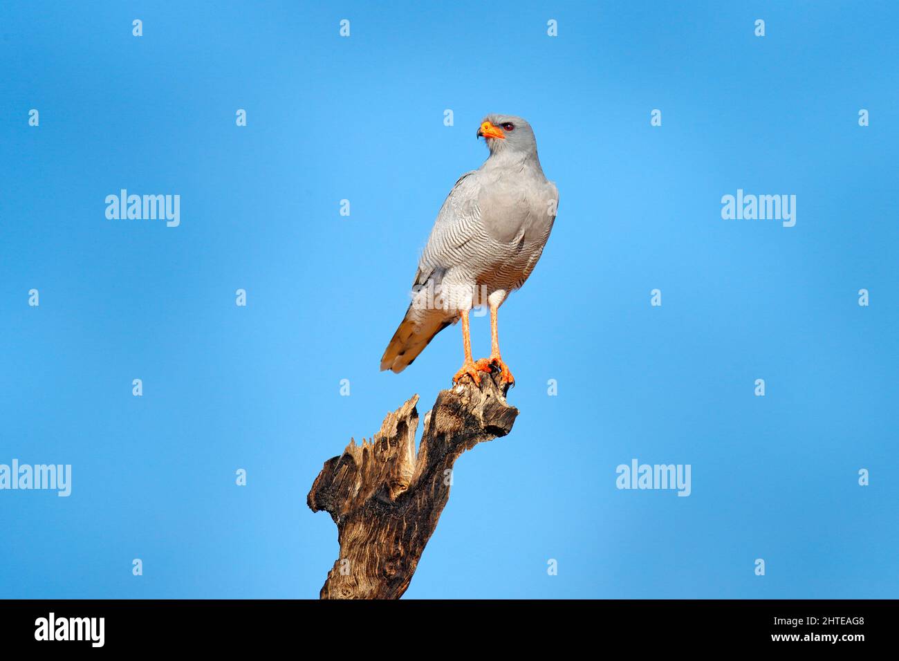 Faucon de chants sauvages, Melierax canorus, oiseau de proie de rongeurs de chasse du désert de Kalahari. Rapaces colorées, oiseau bleu-gris avec pattes orange et Banque D'Images