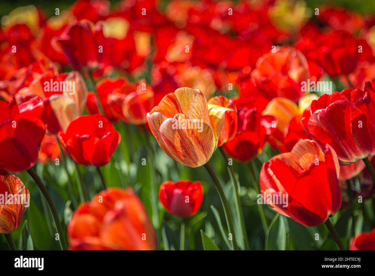 Une abondance de tulipes rouges sous le soleil de printemps Banque D'Images