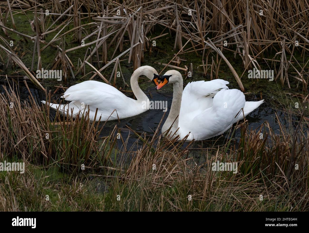 Muet Swans sur une petite piscine de Mill pendant les mois d'hiver en naviguant à travers les roseaux dans le Worcestershire, Angleterre. Banque D'Images