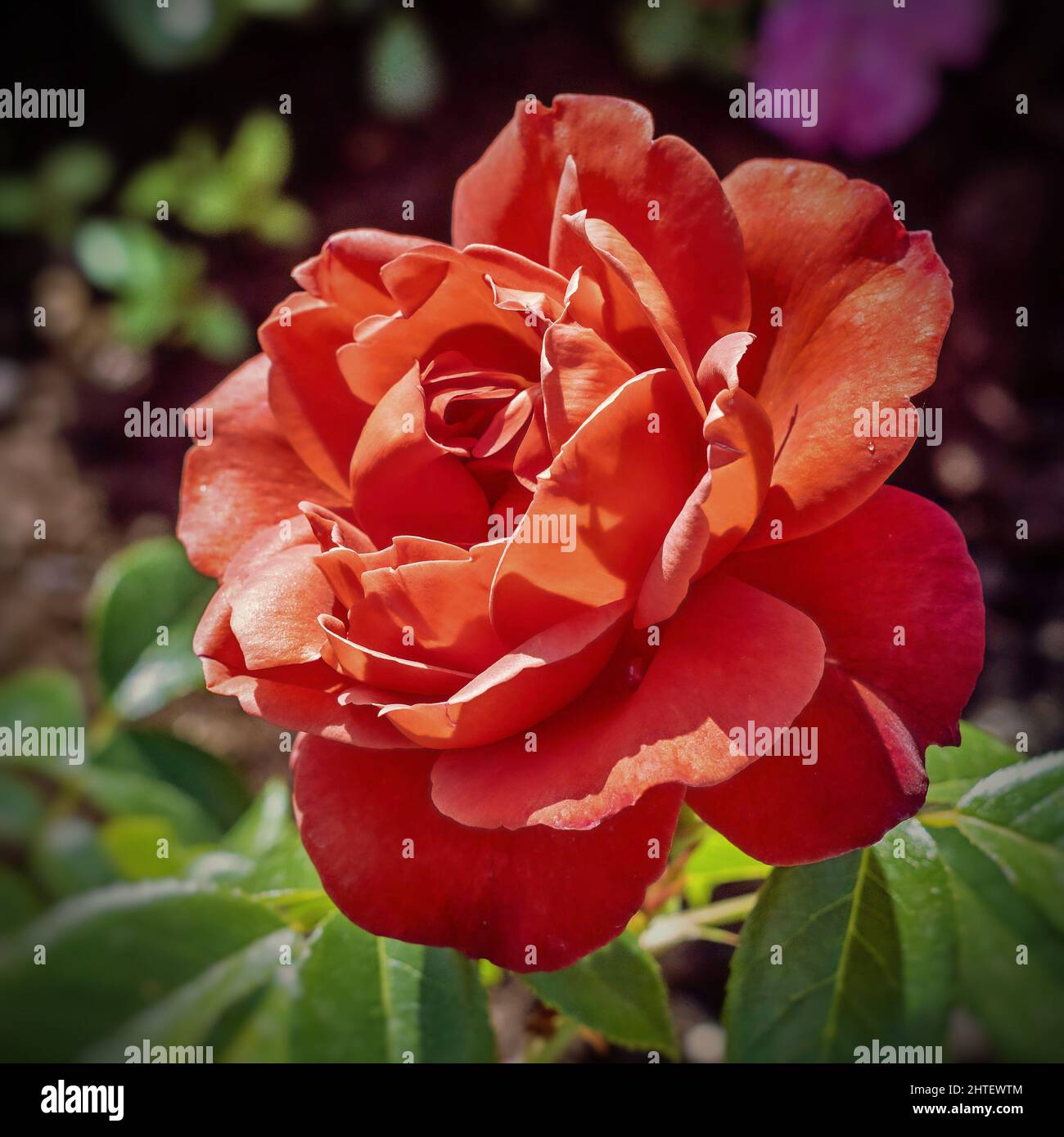 Gros plan d'une rose bengale rouge en fleurs Banque D'Images