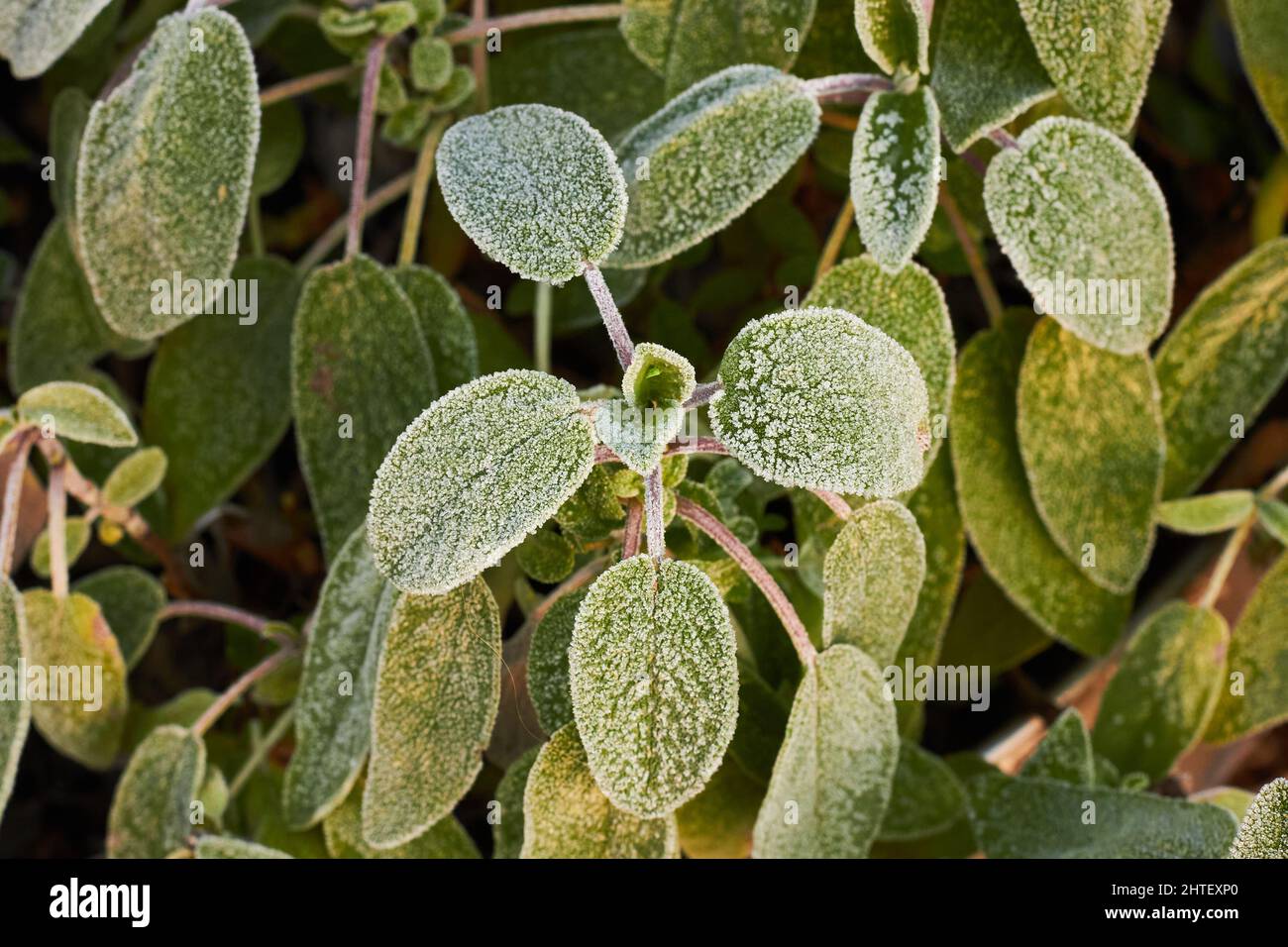 Gel matinal sur les feuilles de sauge Banque D'Images