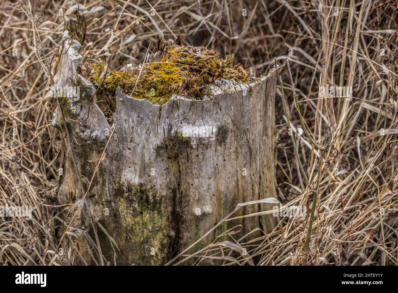 Décomposition du tronc d'arbre avec des mousses qui poussent sur le bois pourri entouré de hautes herbes séchées mortes vue rapprochée dans la forêt en hiver Banque D'Images