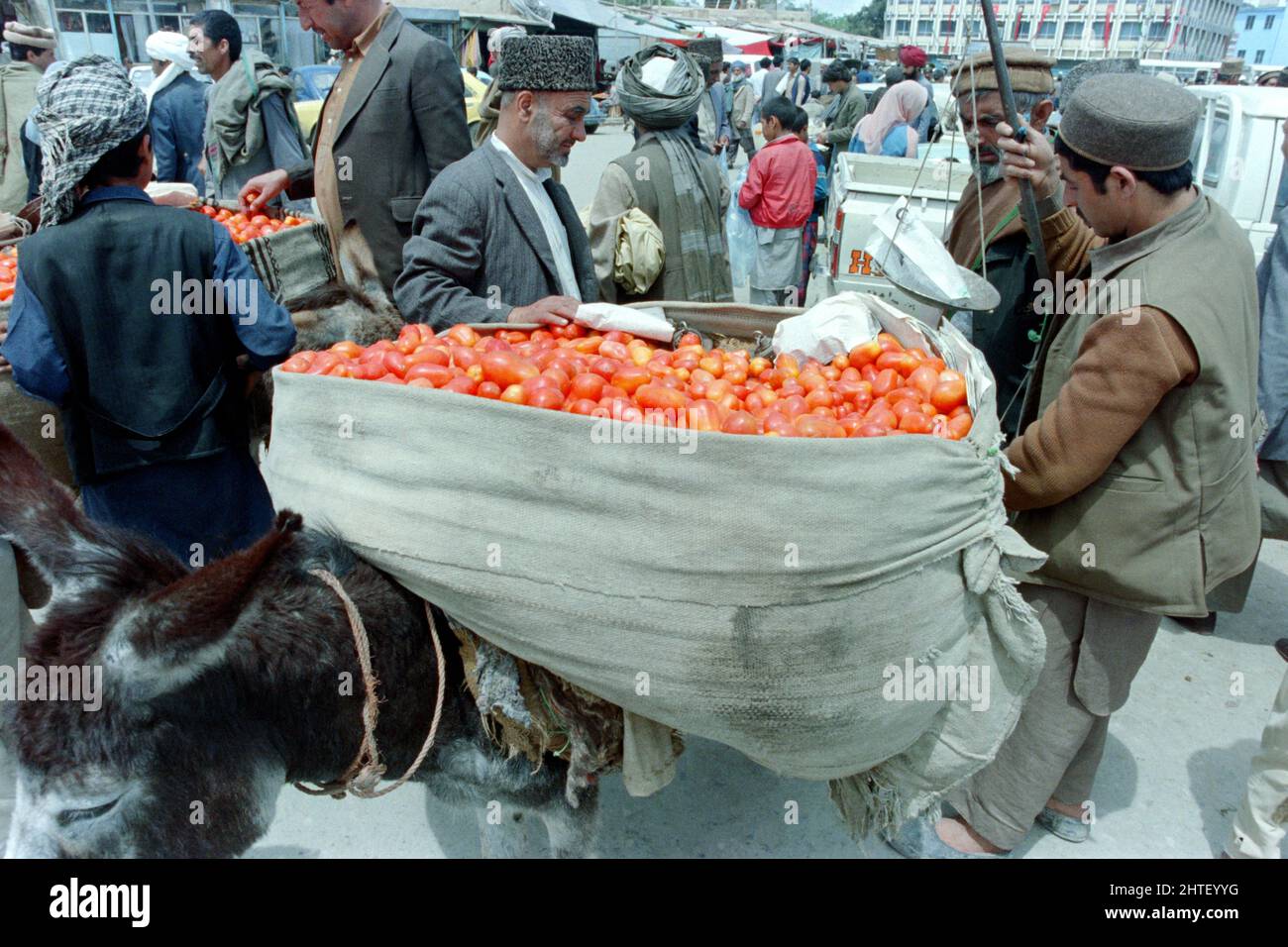 KABOUL, AFGHANISTAN. 28th avril 1988. Un vendeur de légumes afghan vend des tomates fraîches à l'arrière de son âne sur le marché principal, le 28 avril 1988 à Kaboul, en Afghanistan. L'armée soviétique commencera à se retirer d'Afghanistan le 15th mai. Banque D'Images