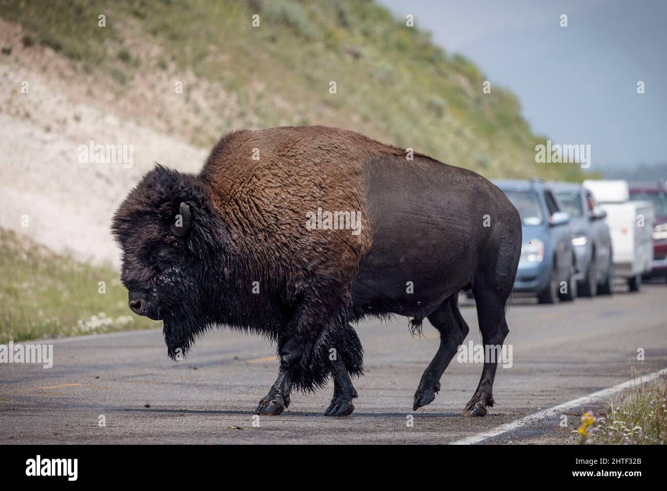Un bison bloque la circulation dans le parc national de Yellowstone, WY. Banque D'Images