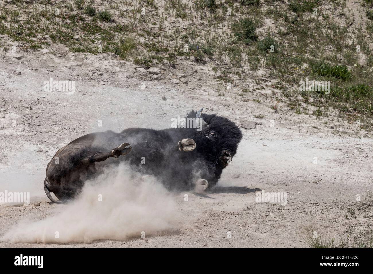 Un bison roule dans la terre dans la Hayden Valley de Yellowstone. Banque D'Images