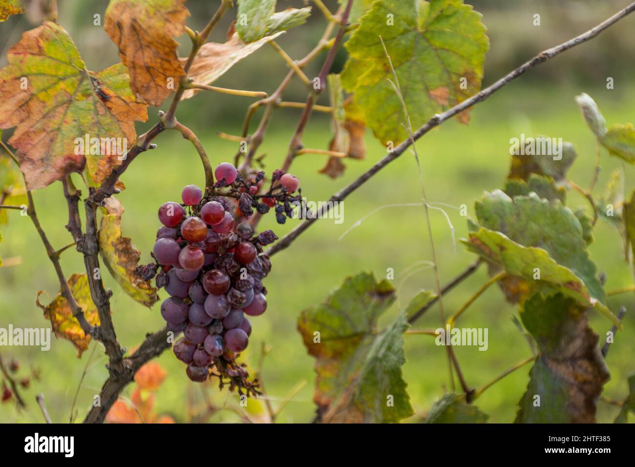 Ripe red grapes on the vine Banque D'Images