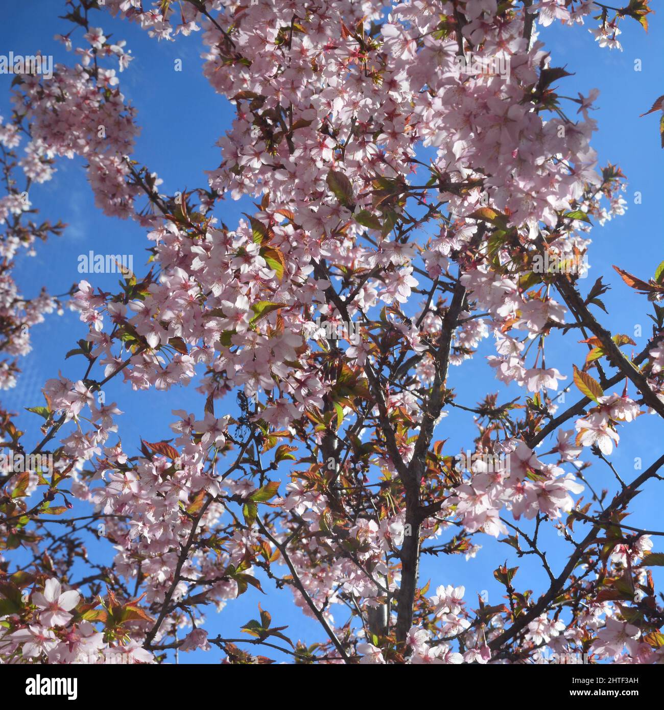 Une belle vue sur les fleurs de Sakura, fleur de cerisier sur un arbre sur un ciel bleu dans le jardin par une journée ensoleillée Banque D'Images