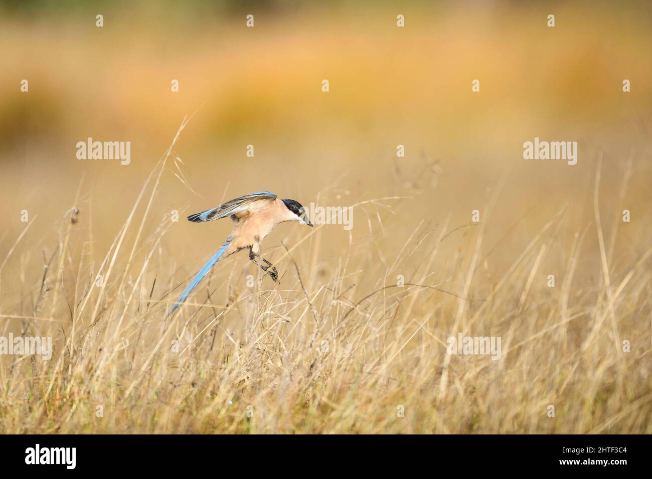 Un magpie ailé azur débarquant sur l'herbe à la recherche de nourriture Banque D'Images