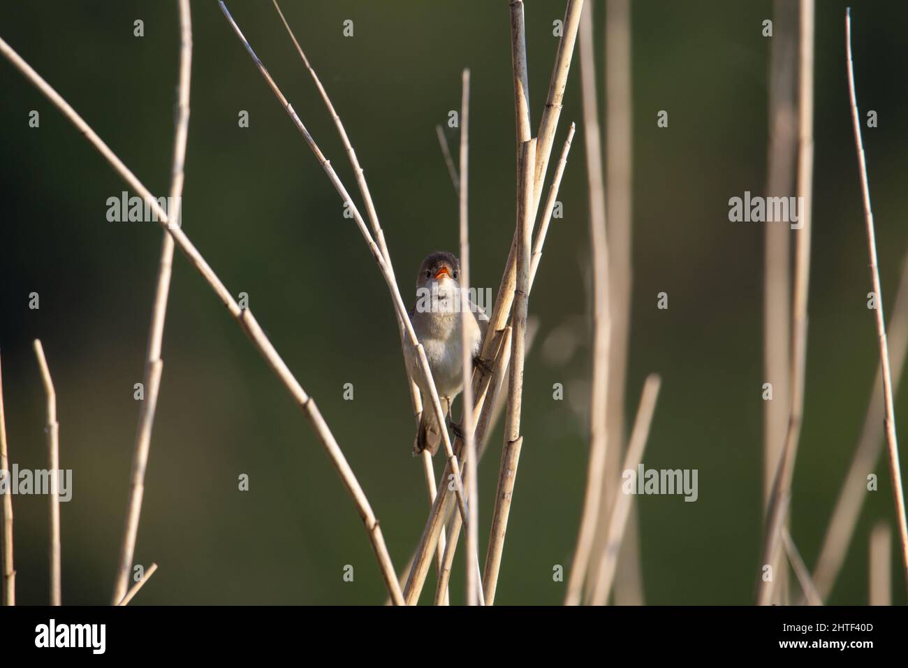 Une seule banderole à roseau (Emberiza schoeniclus) chantant sur un roseau à fond vert naturel Banque D'Images
