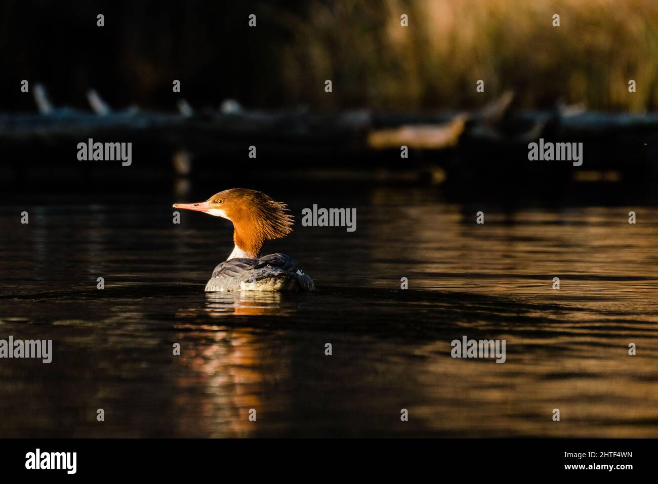 Vue depuis le côté d'un merganser commun nageant sur un lac Banque D'Images