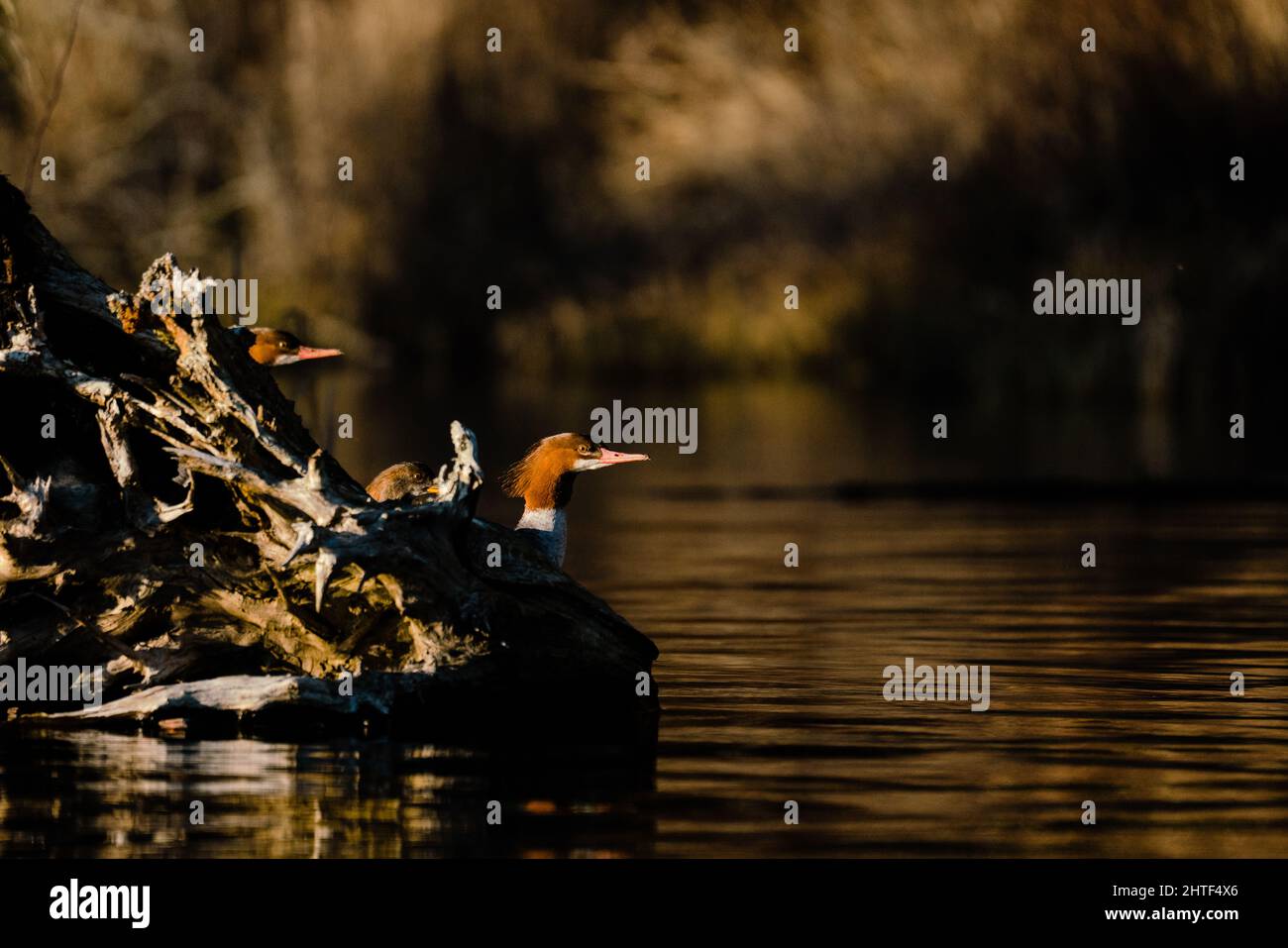 Vue latérale des mergansers communs sur le bois de grève Banque D'Images