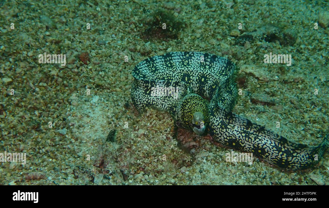 Snowflake Moray - plongée sous-marine autour de Phuket, Thaïlande Banque D'Images