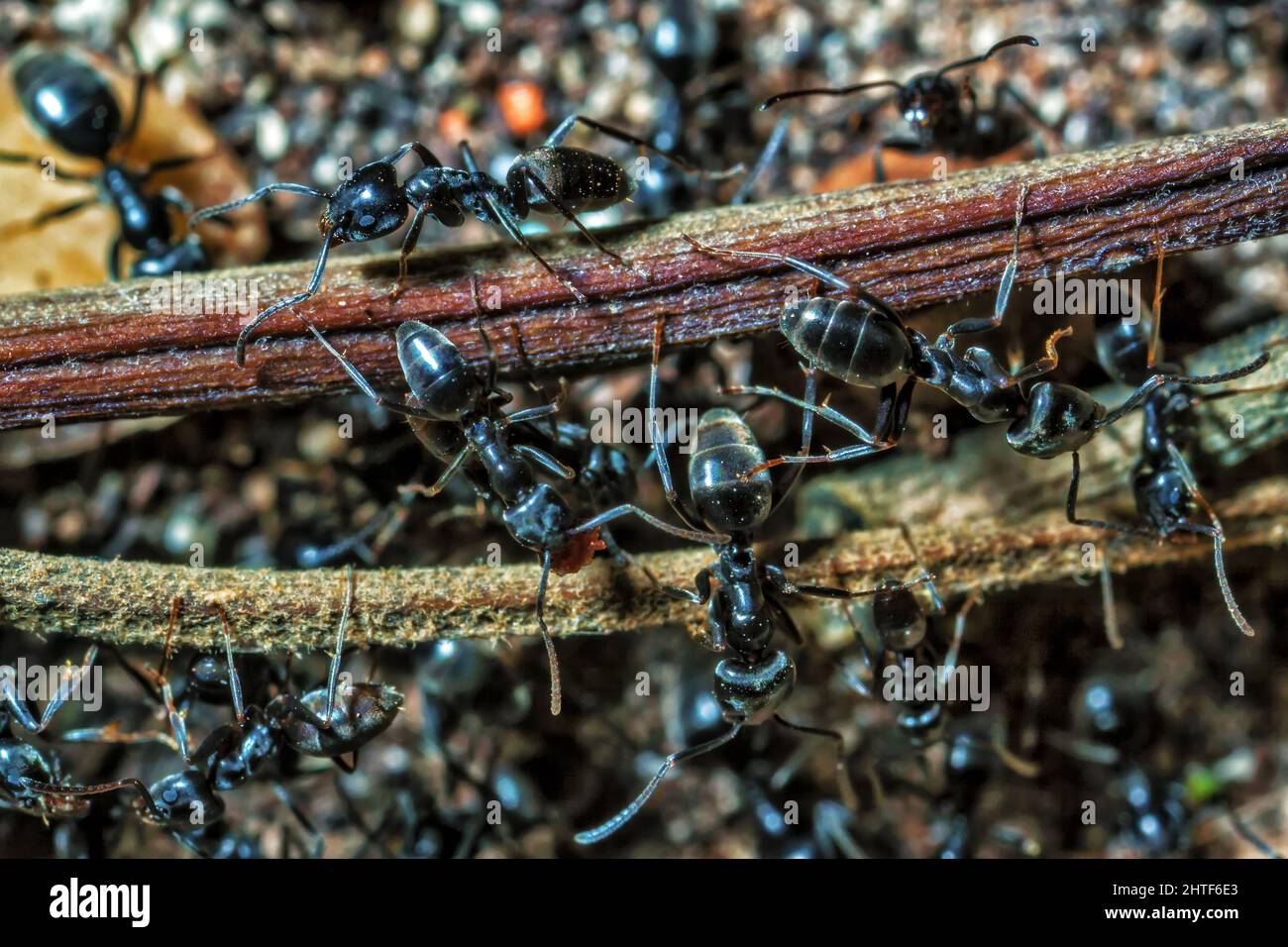 Lasius Niger ou Black Garden Ant Banque D'Images